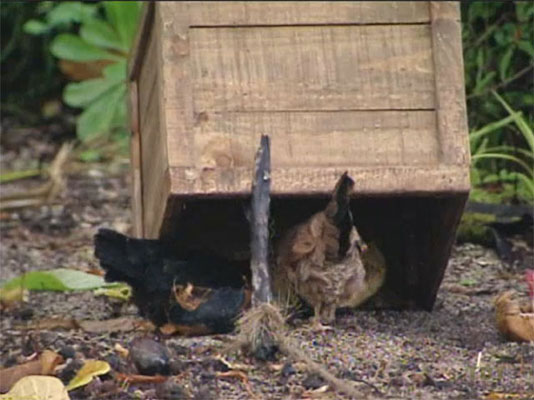 Penner's chickens?