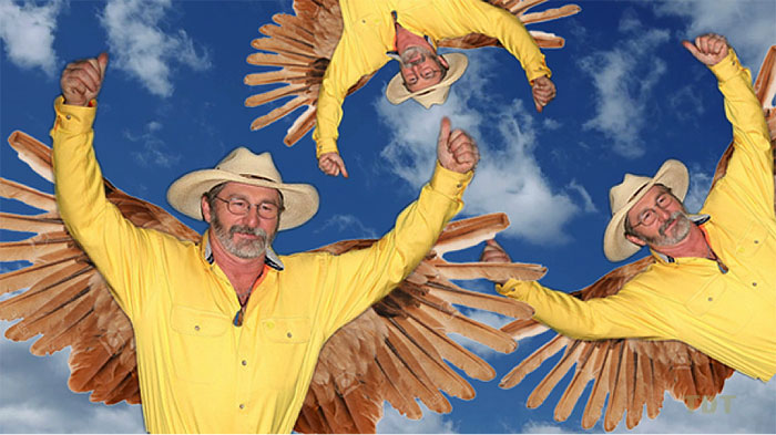 It's raining Chickens