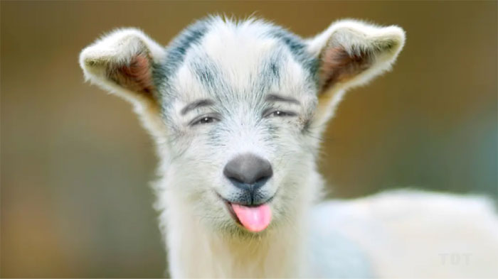 Goat Dean