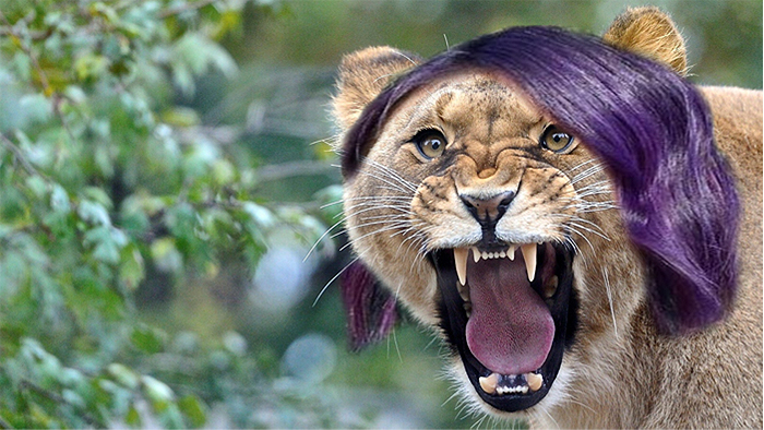 Erika the purple lion
