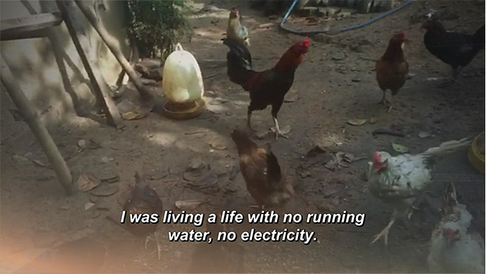 Chickens