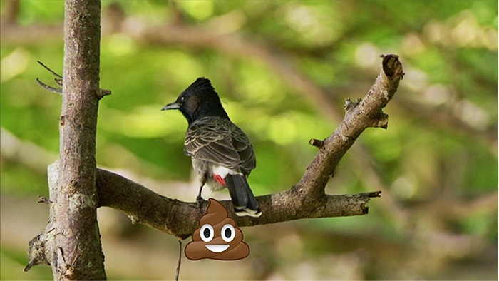 Bird, shitting