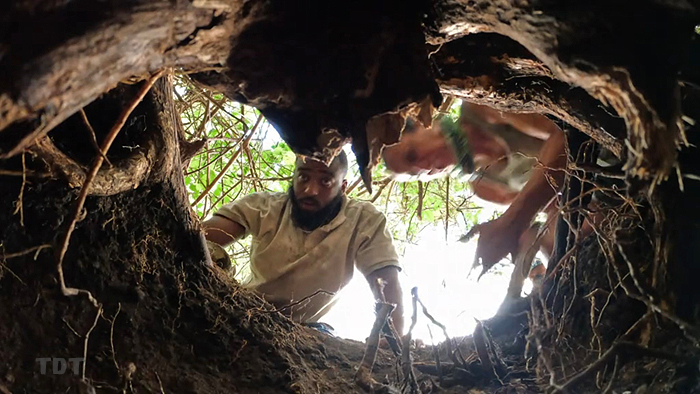 Siga digging up ants