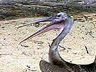 Pelican
